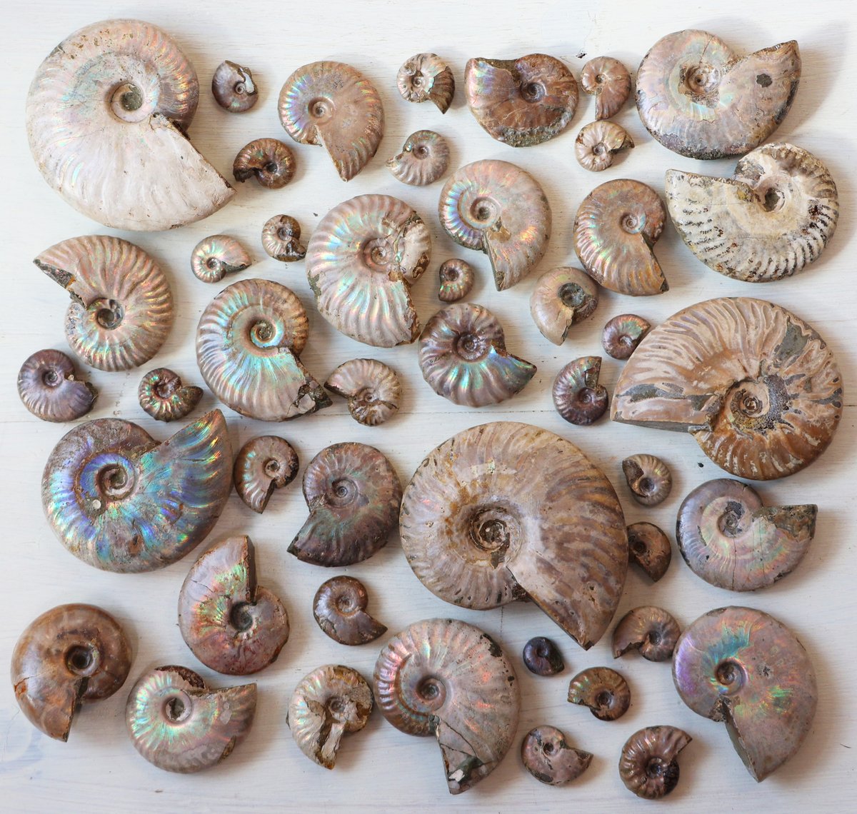 綺麗な虹の入ったアンモナイト化石いろいろ、新着しました🌈