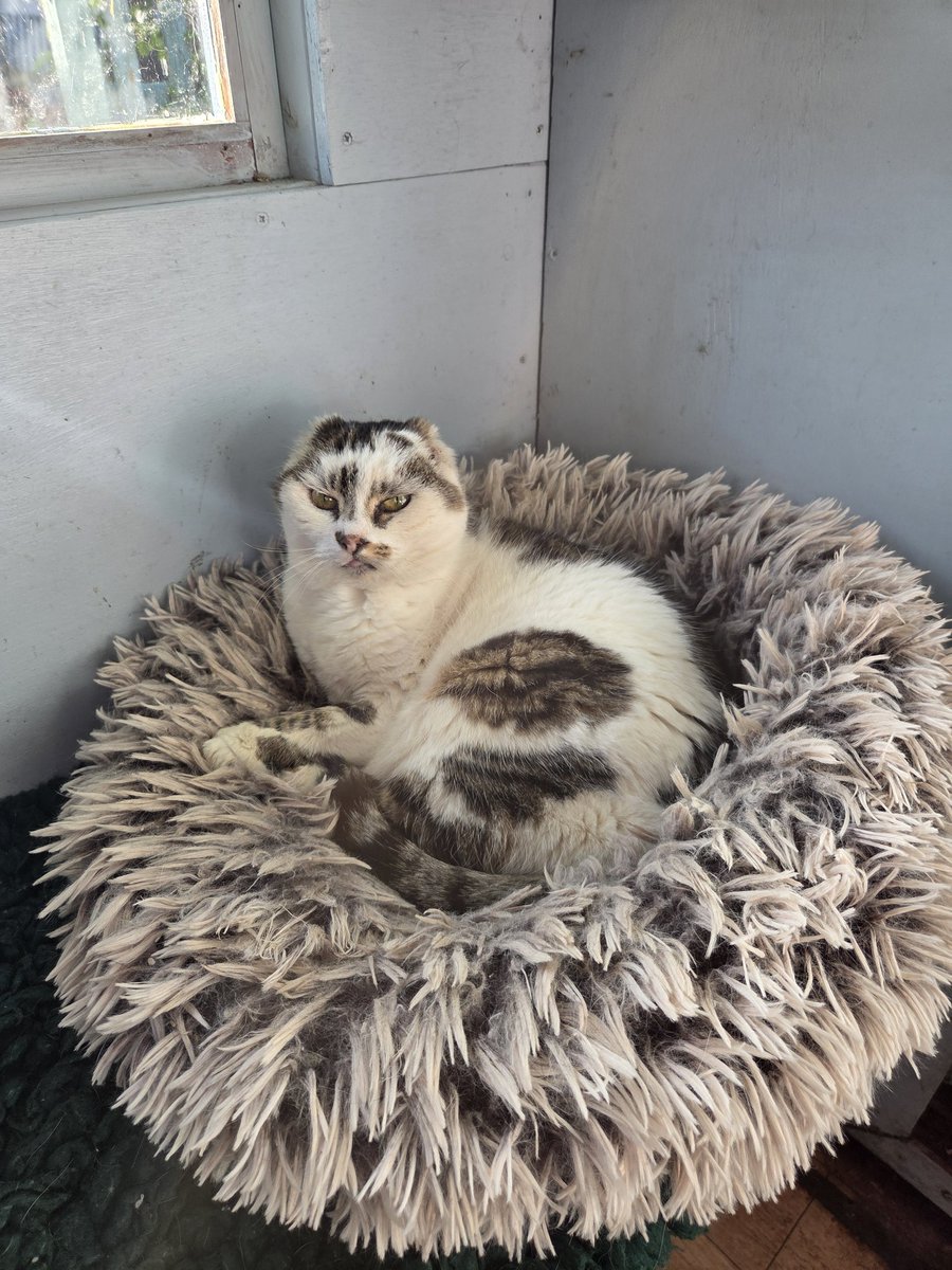 ShropsCatRescue's tweet photo. #Friday ~ Vera is waiting patiently for the arrival of the volunteers as she knows what day it is today 😹🐾 #chickenfriday #inthecompanyofcats #freerangers #catrescue https://t.co/V8h8eSLv7R