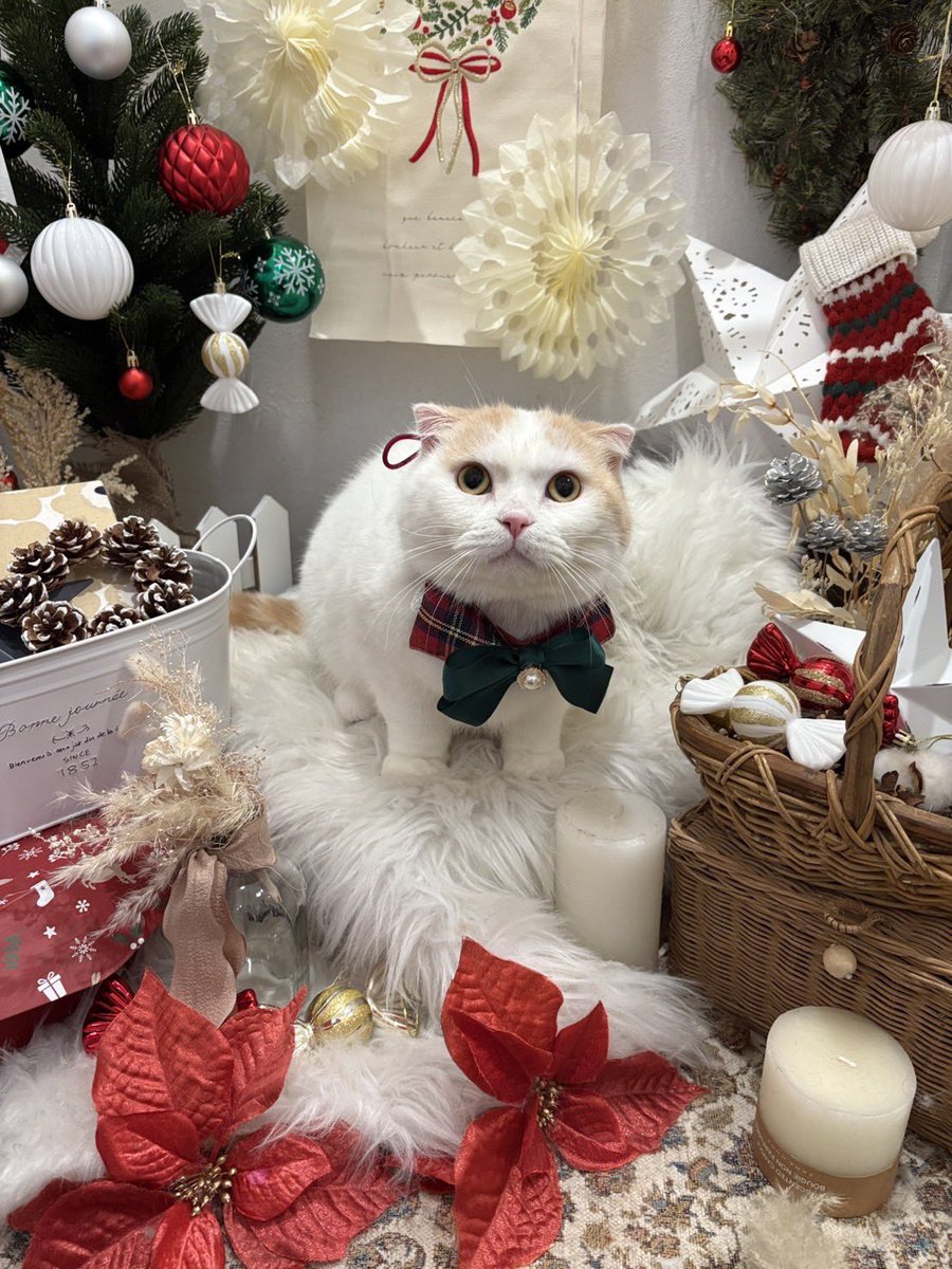 ごまとラテ🐱
今年最後のシャンプーカットよく頑張りました💯