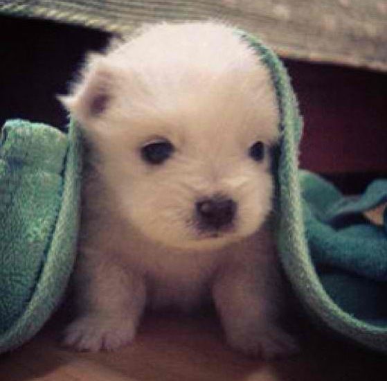 내눈에둘이똑같이보이는대엏드캄...