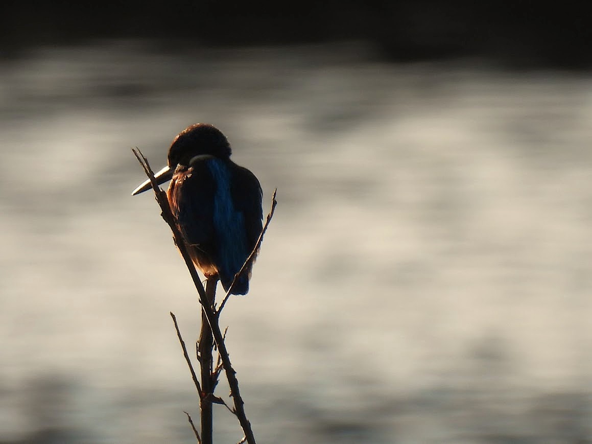 Goedemorgen .....koud brrr....het ijsvogeltje zal het moeilijker krijgen nu het water gaat bevriezen....
Muts, handschoenen aan en gaan ...de zon hebben ze ons beloofd. Genieten vandaag 2e Kerstdag!