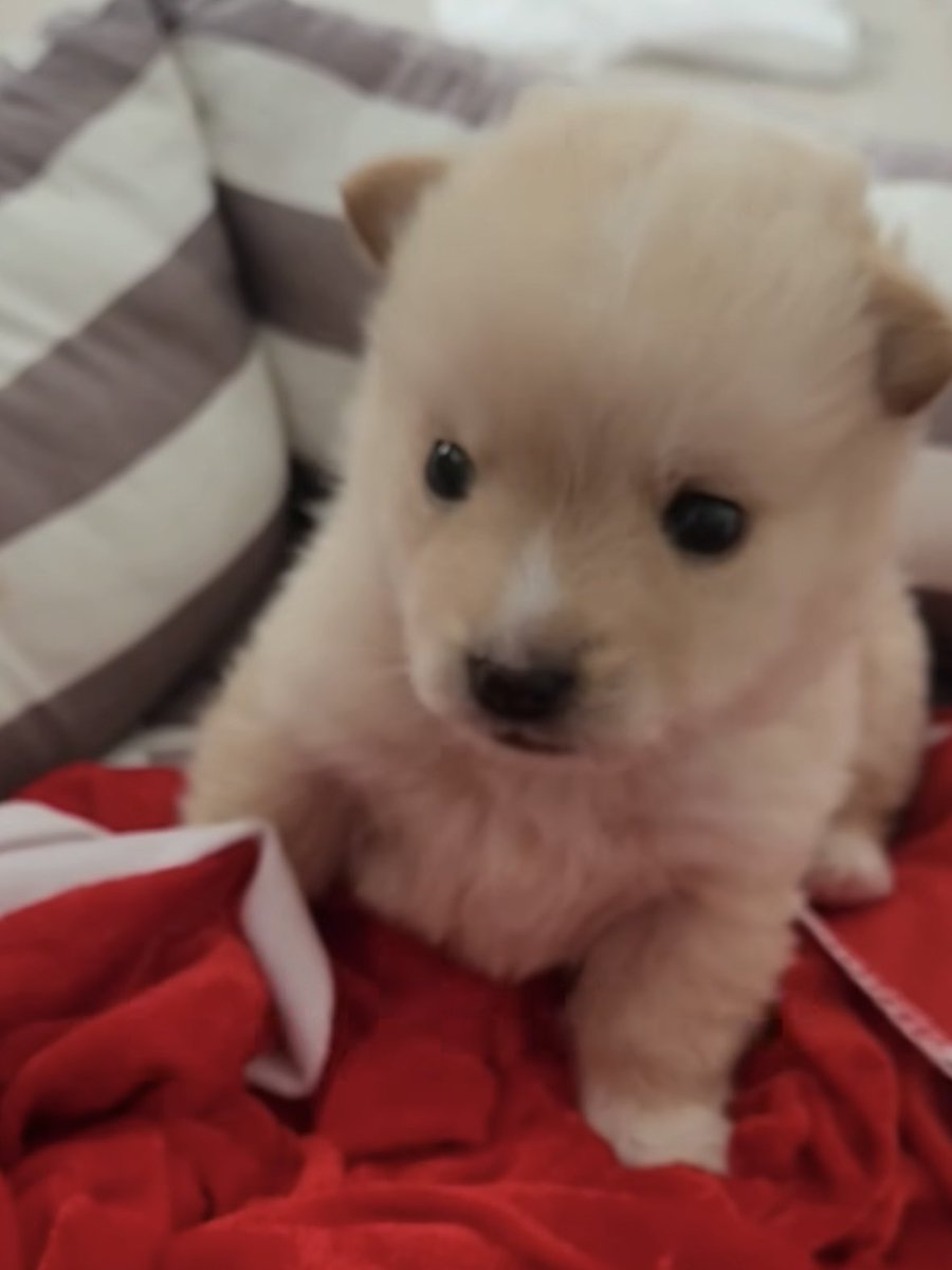 똥개 운학 tweet media