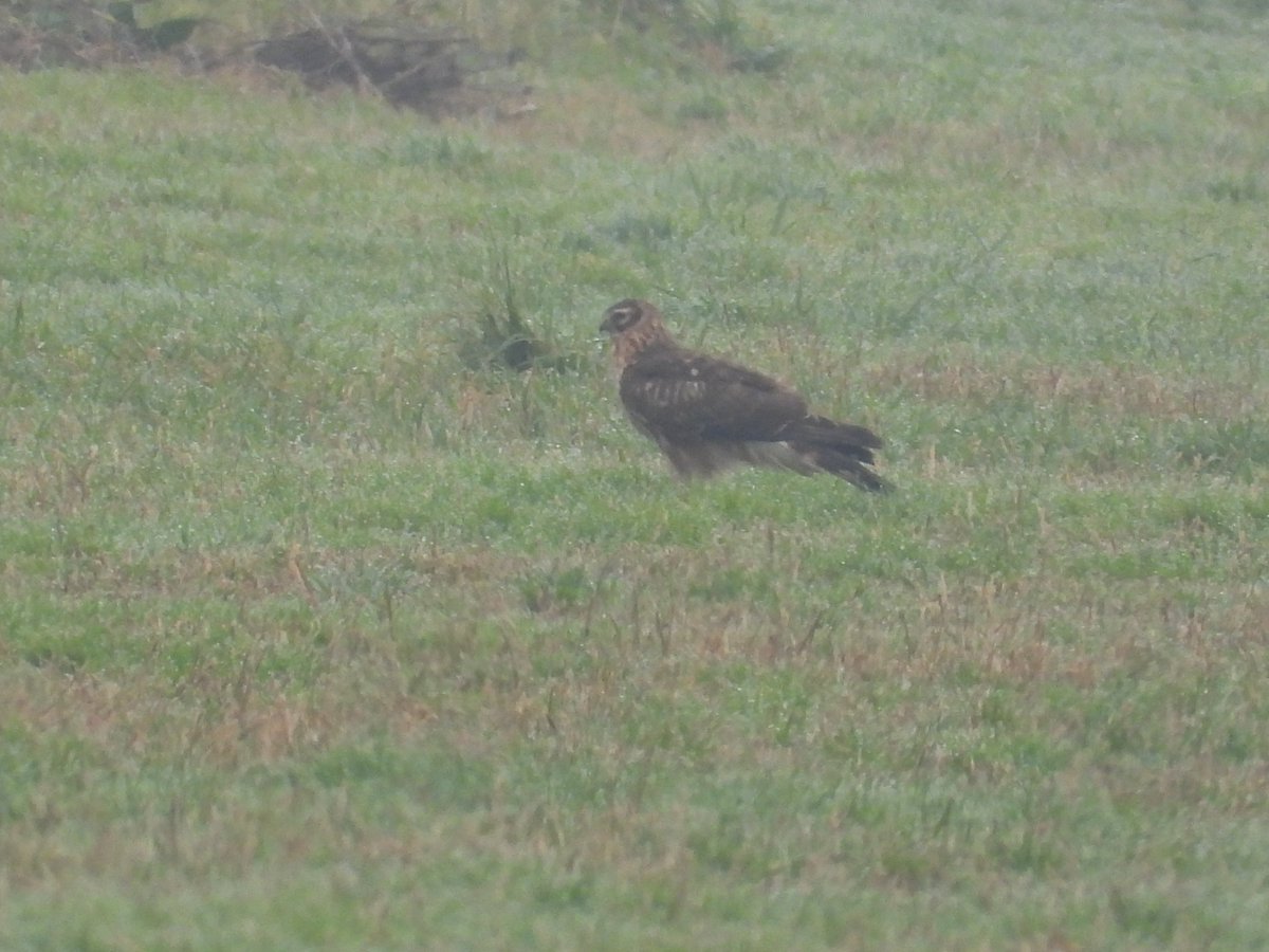 Toch ondanks de kou wat te zien daar in de Kooy.