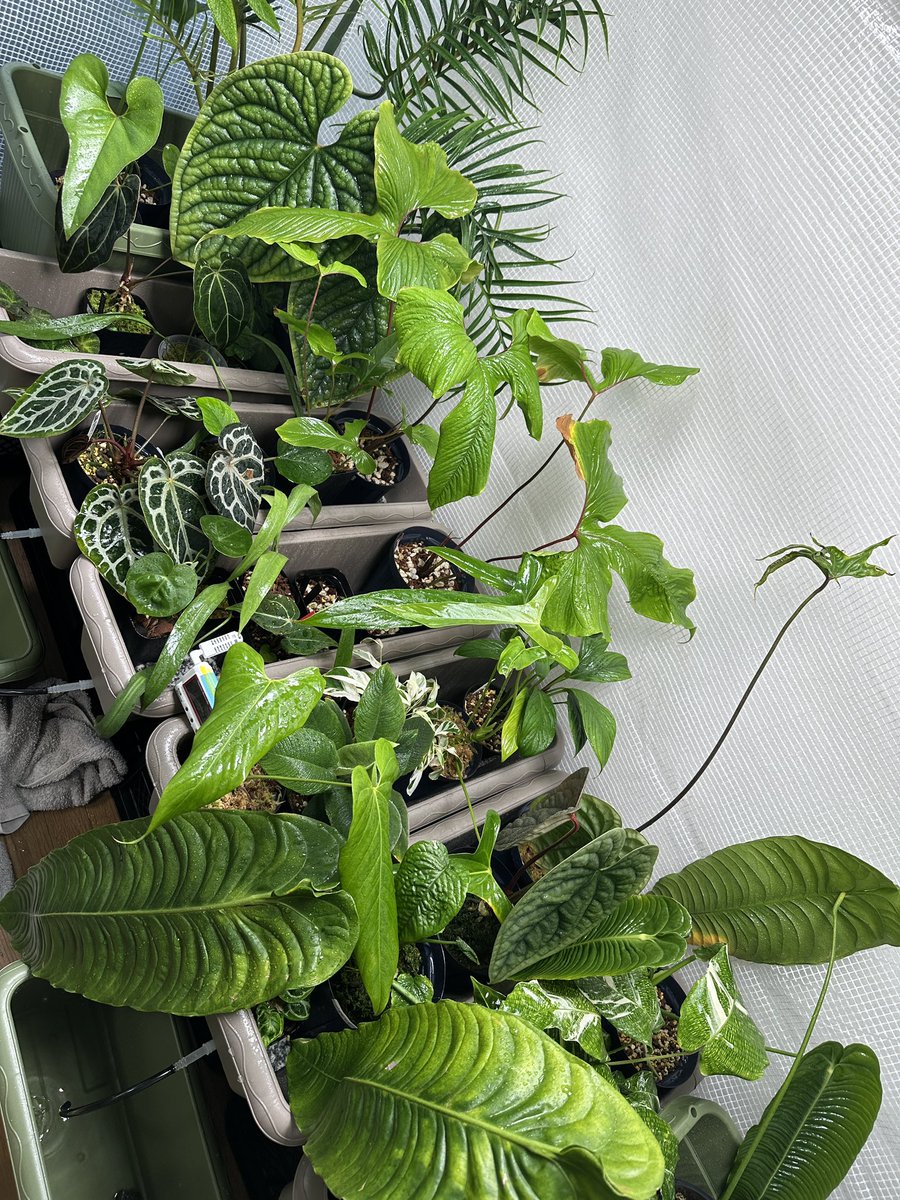 Masaya (@masaya_zxrs) / Posts / X