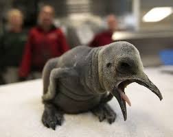 Me pronouncing the word.