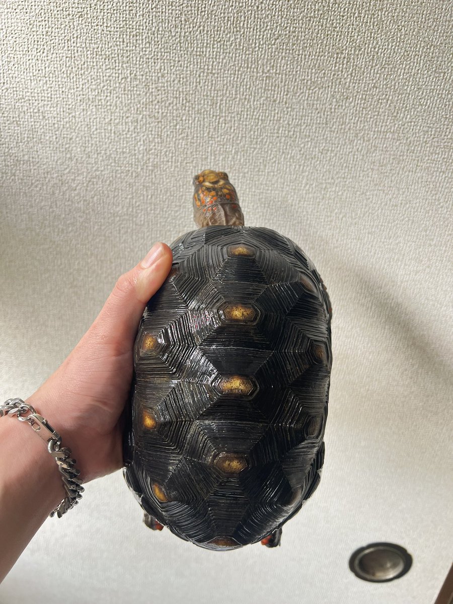 じゅんクワ tweet media