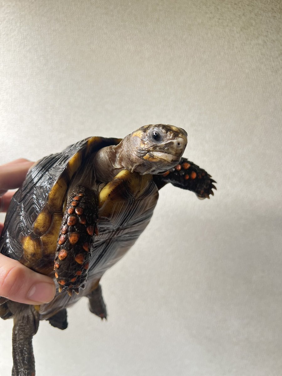 じゅんクワ tweet media