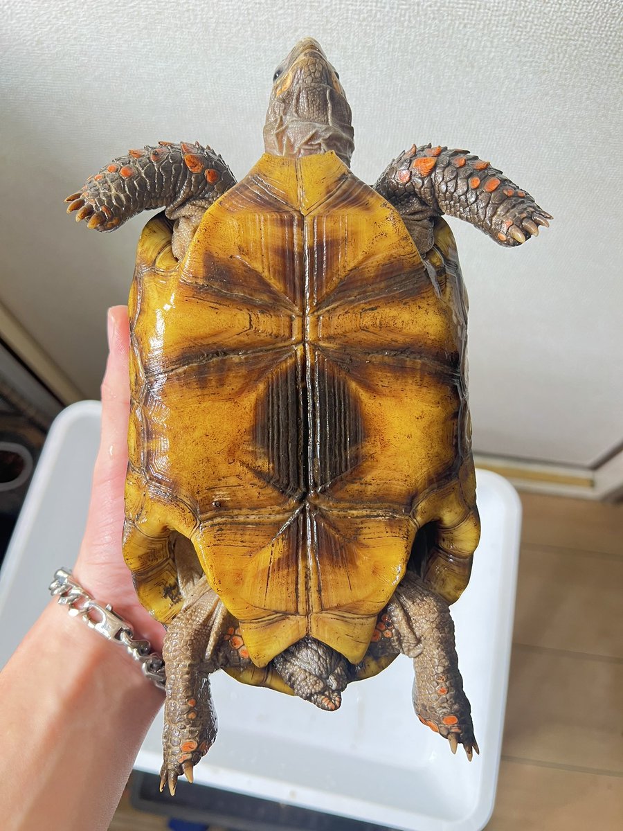 じゅんクワ tweet media