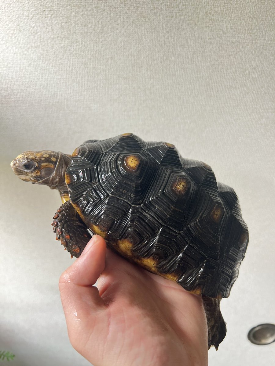 じゅんクワ tweet media