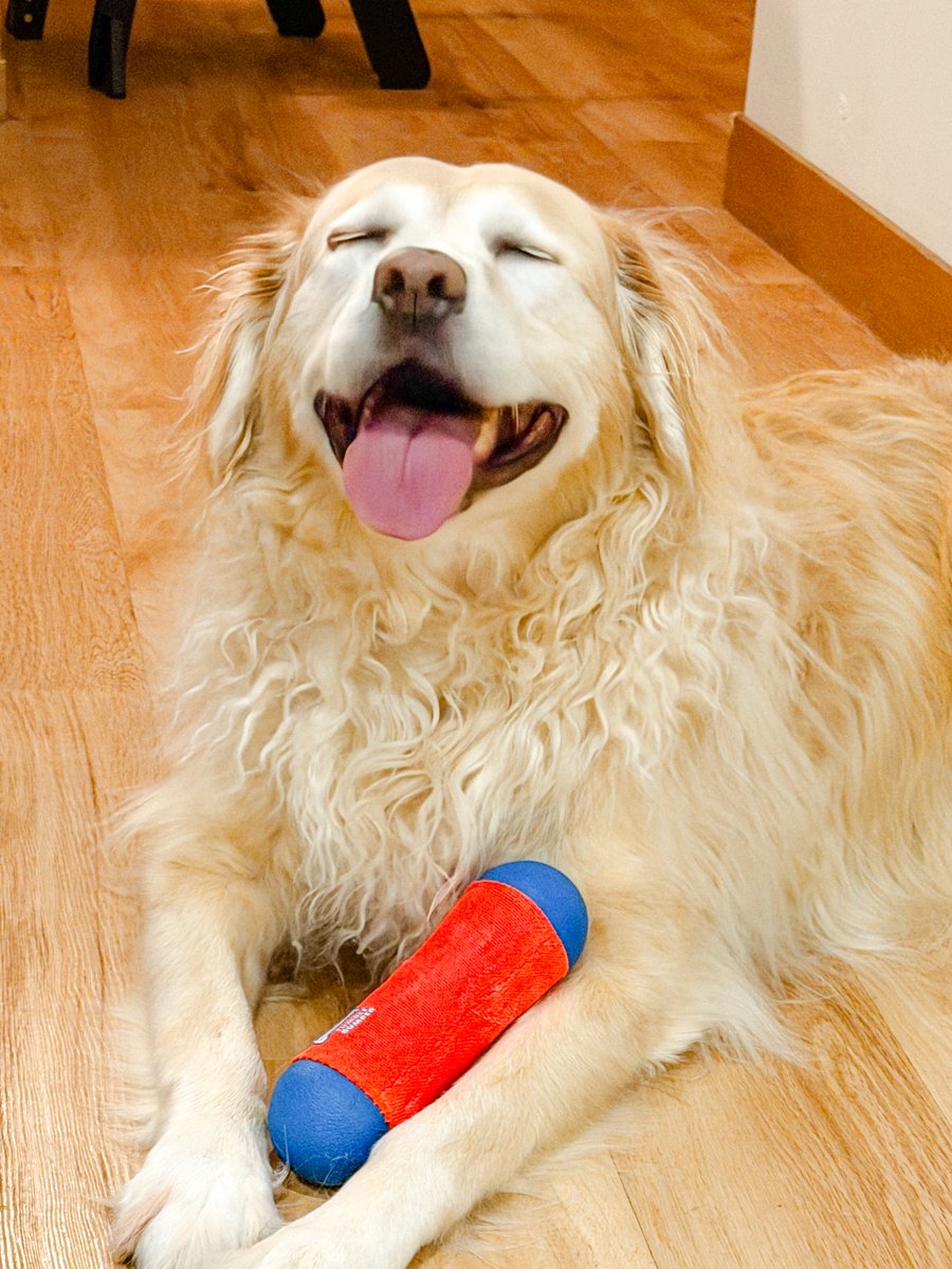 🦴 If your dog could talk, what would be their favorite command? perpetualwell.com/shop/