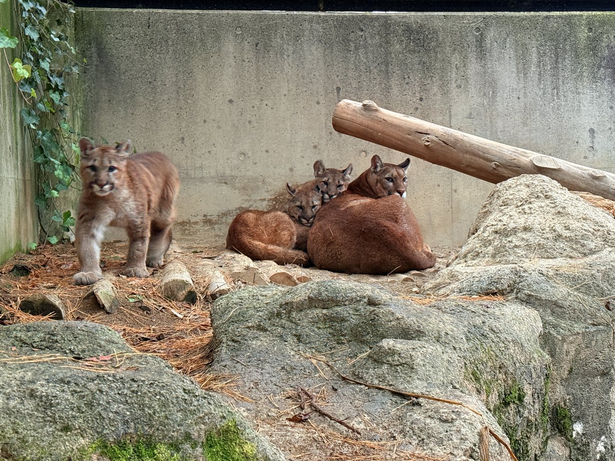 みかん (@Mika_An_Mikan) / Posts / X