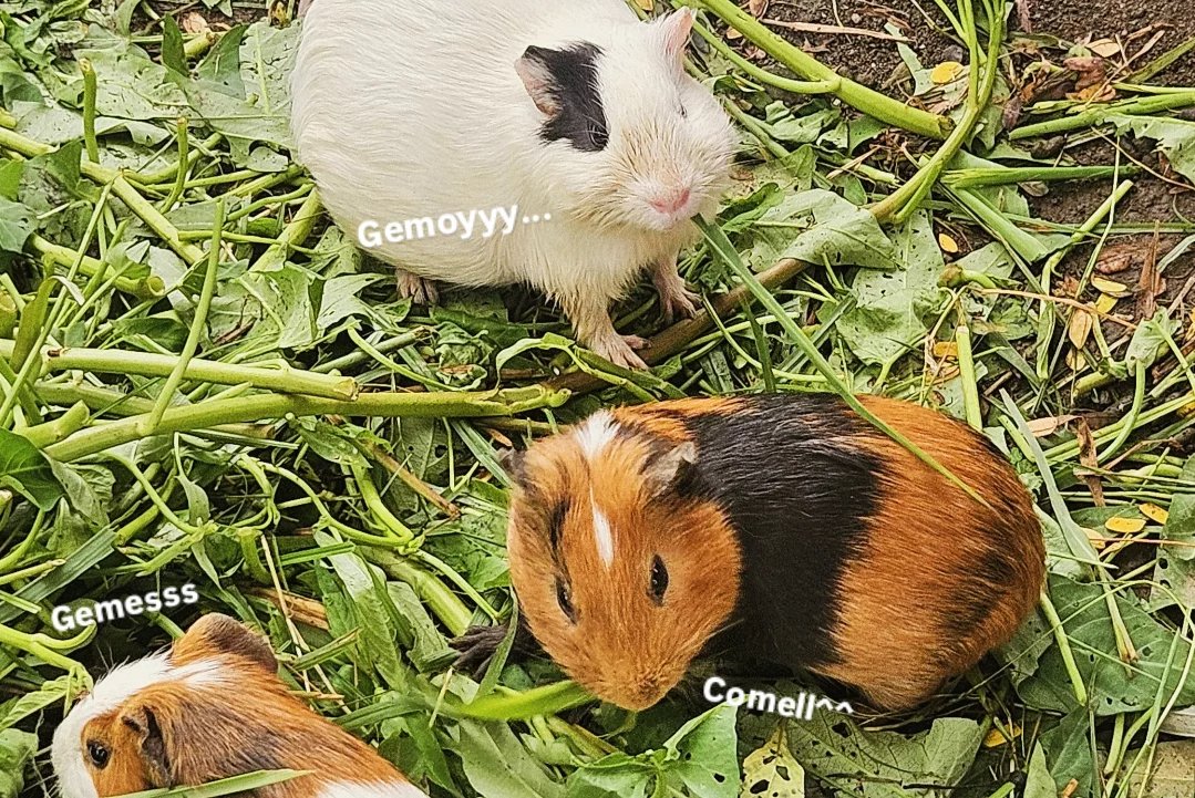 Deva(⁠◠⁠‿⁠◕⁠)⁠づ✨ tweet media