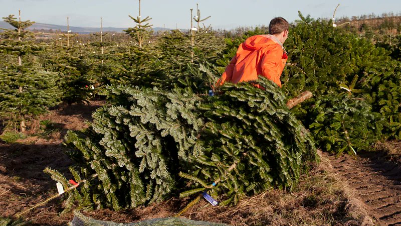 SadhaMaanus's tweet image. 120 million Christmas trees are cut down each year around the world.

This can lead to large-scale deforestation and the release of carbon dioxide.

But surprisingly, no climate activist or the so-called "tree hugger" wants to talk about it...!

#ChristmasTree
#Christmas