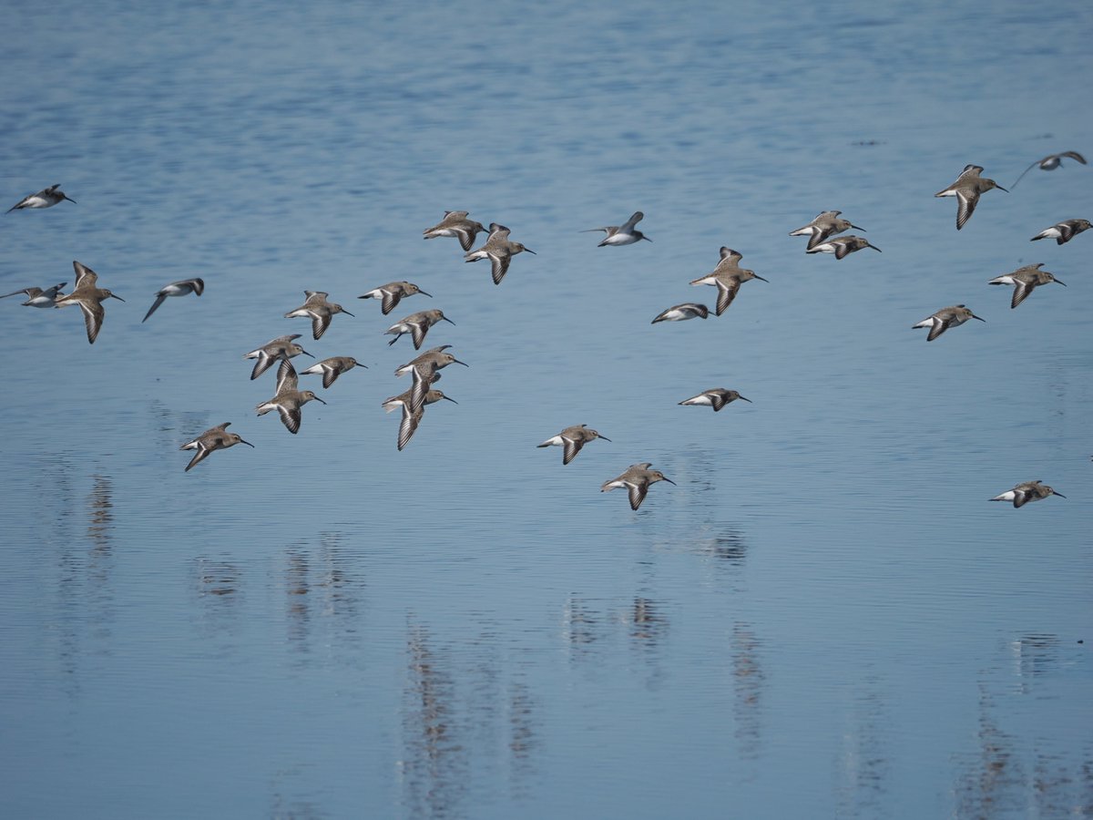mawgdn's tweet photo. Flock of #Dunlins at Edwin B. Forsythe National Wildlife Refuge #FlyDay #birdwatching #BirdsSeenIn2025 11/02/25 https://t.co/BgrWw7GUM5
