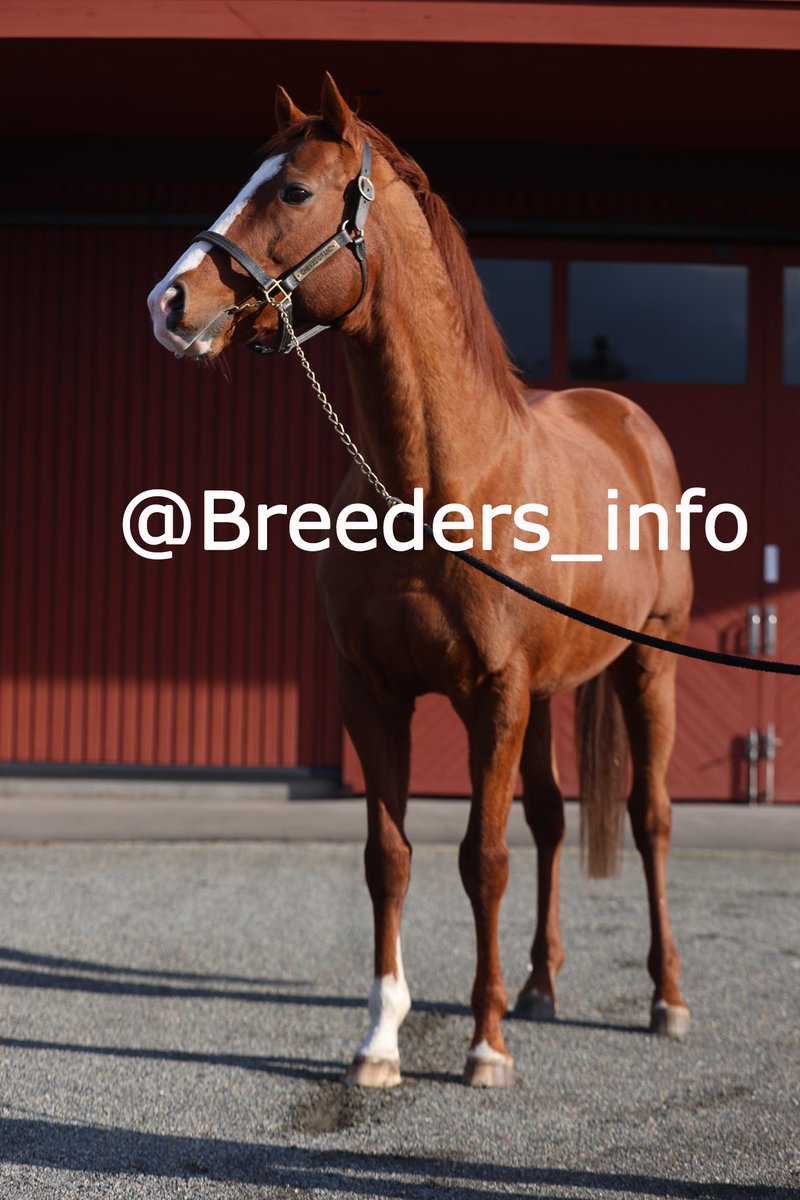 サラブレッド血統センター (@Thoroughbred_PC) / Posts / X