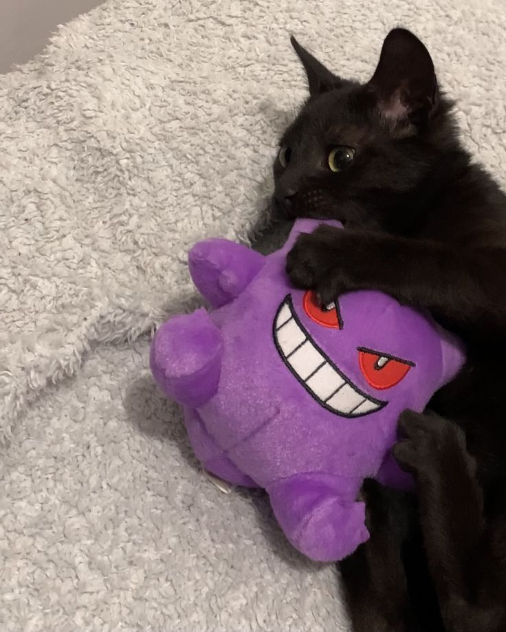 PostsOfCats's tweet image. He loves Gengar