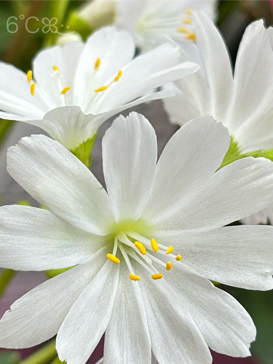 kazumi (@zf1118kazumi) / Posts / X