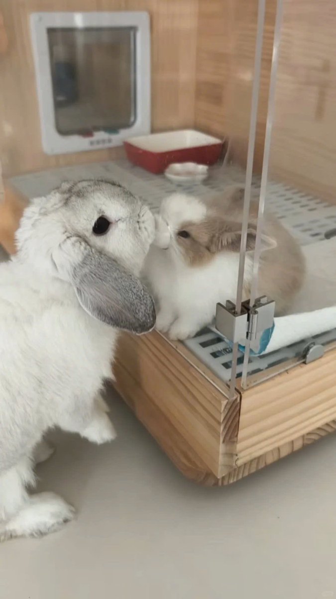 Why you should have a rabbit (@shouldhaverabit) on Twitter photo 