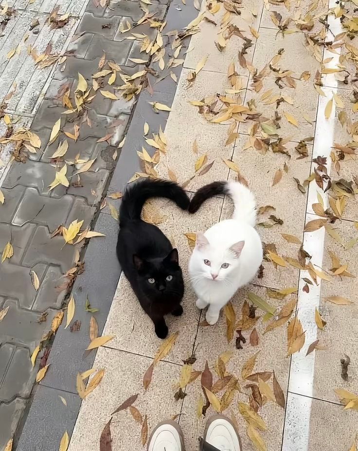 ShouldHaveCat's tweet image. 