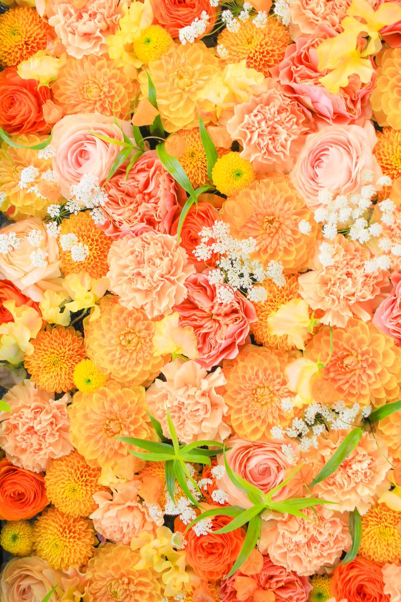 とても寒いのであなたのTLが
ほんわかするお花を載せます🧡