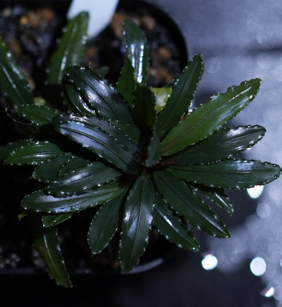 どんどん密度ぎっちりに葉が揃って、これもまたカッコいい