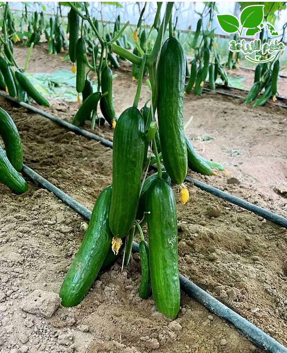 #أصبحنا_وأصبح_الملك_لله 🕋 قال الشيخ ابن عثيمين رحمه الله :--
*🌿" من حق النبي صلى الله عليه وسلم أن تكثر من الصلاة والسلام عليه ، وهو ليس بحاجة إلى صلاتك وسلامك ، لكنك أنت بحاجة إلى أجر هذه الصلاة والسلام ، لأنك إذا صليت على الرسول صلى الله عليه وسلم مرة واحدة صلى الله عليك بها