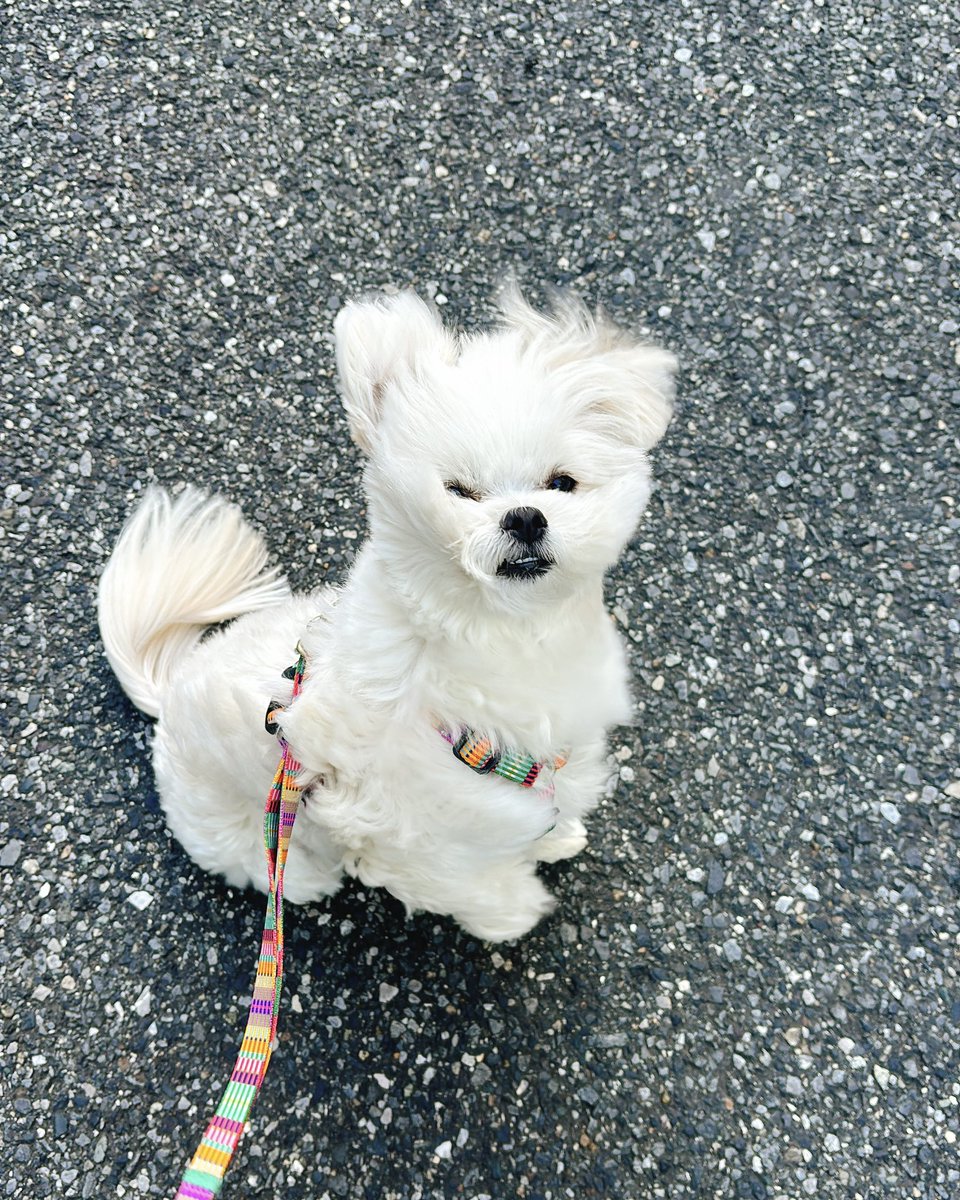 ଘ( ˙꒳​˙ )ଓ⁾⁾💔はつみ (@mdr323) / Posts / X