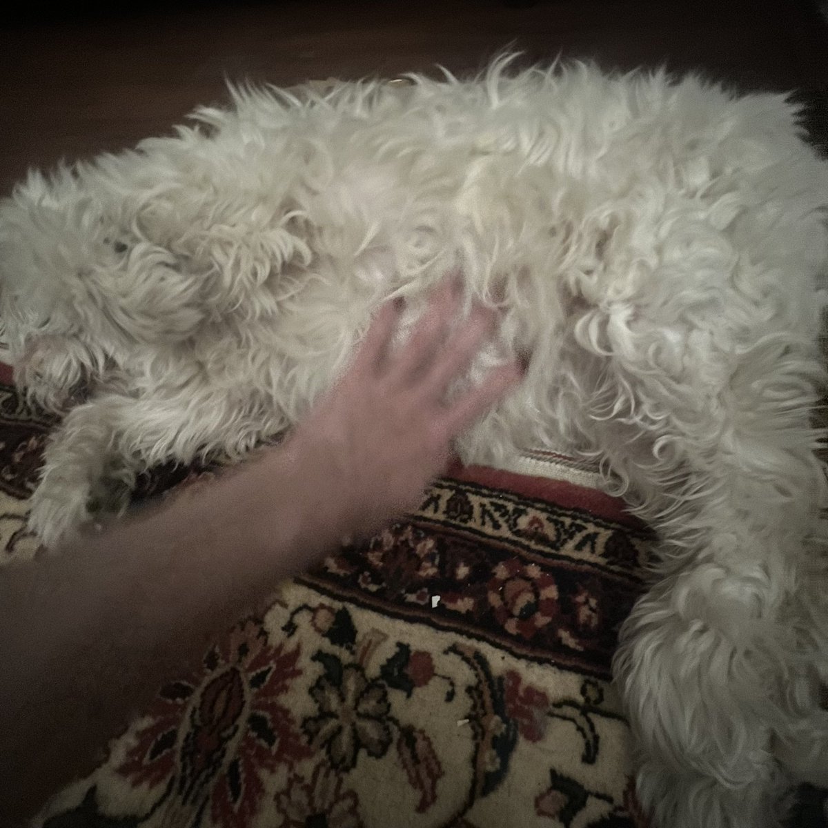 بعد از ٤ سال امشب گاردش رو باز كرد براي من و نوارش خواست،خدا لعنتتون كنه،چه كرديد با اين بچه كه هموز از نوازش هم ميترسه