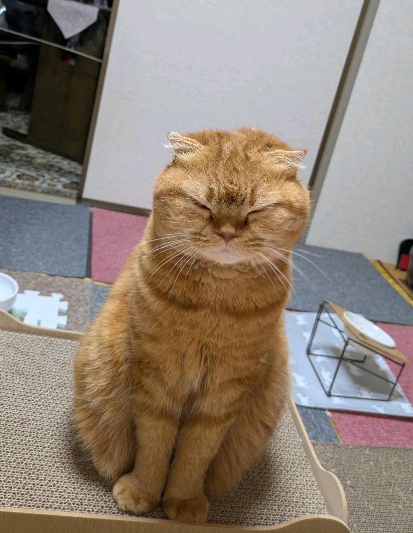 [251226]#SAKURA Weverse DM 💌

🐱: [photo]
🐱: Maru-chan from recently, sent by my grandma
🐱: Kinako mochi🫠