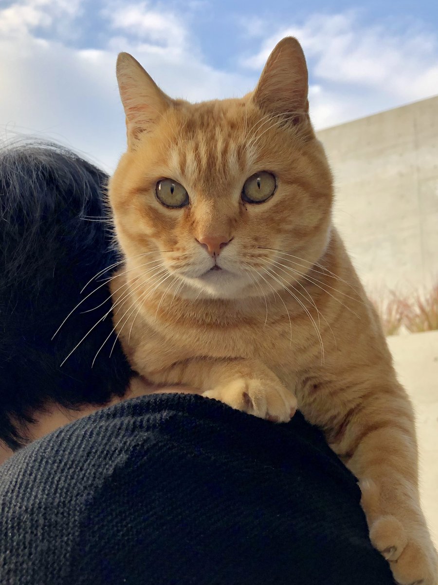 時をかける猫ニャ523 