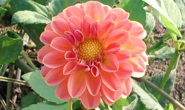 この一年自分なりの 言葉で思いを綴って まいりましたがそれ を