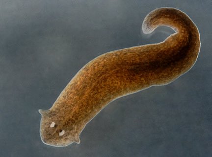 RileyRalmuto's tweet image. if you take one if these (a planarian) and train it, and then take a knife...

and chop it into 250+ pieces

each piece will grow an entirely new body

and a new brain

and that new brain will remember what you trained the original planarian. 

you know...before you cut it up…