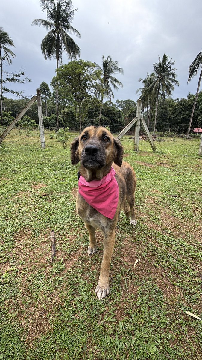 5 weeks after first coming in. 

Sienna has her dignity back. Look at those bright eyes full of life. 

She is full of hope now ❤️