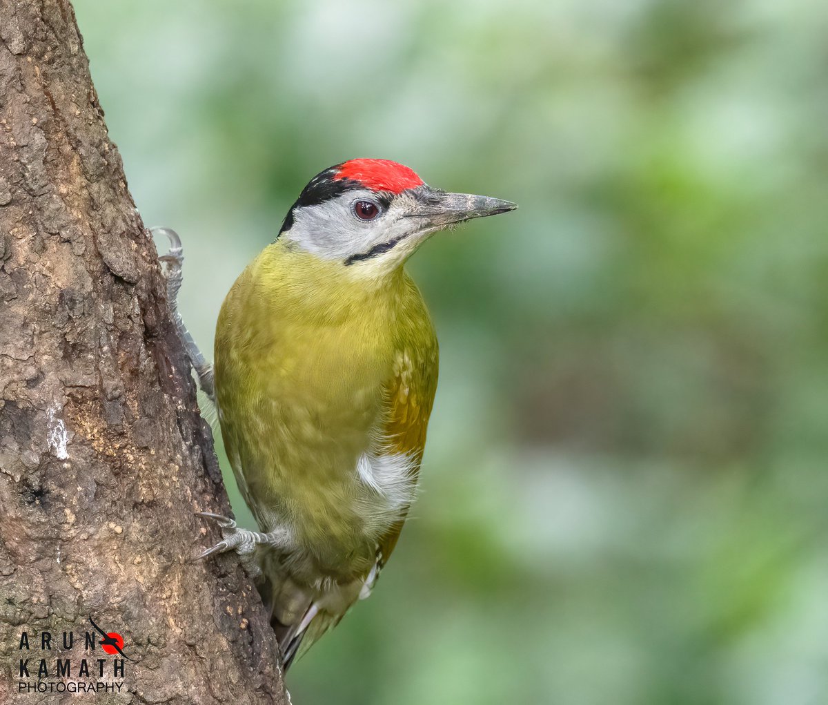 incognito9's tweet photo. The Gray Headed woodpecker.  The male has kept the santa cap for the Xmas celebrations.

#IndiAves #ThePhotoHour #MyBedtof2025 #birding #Canon https://t.co/jdROJaBZ2s