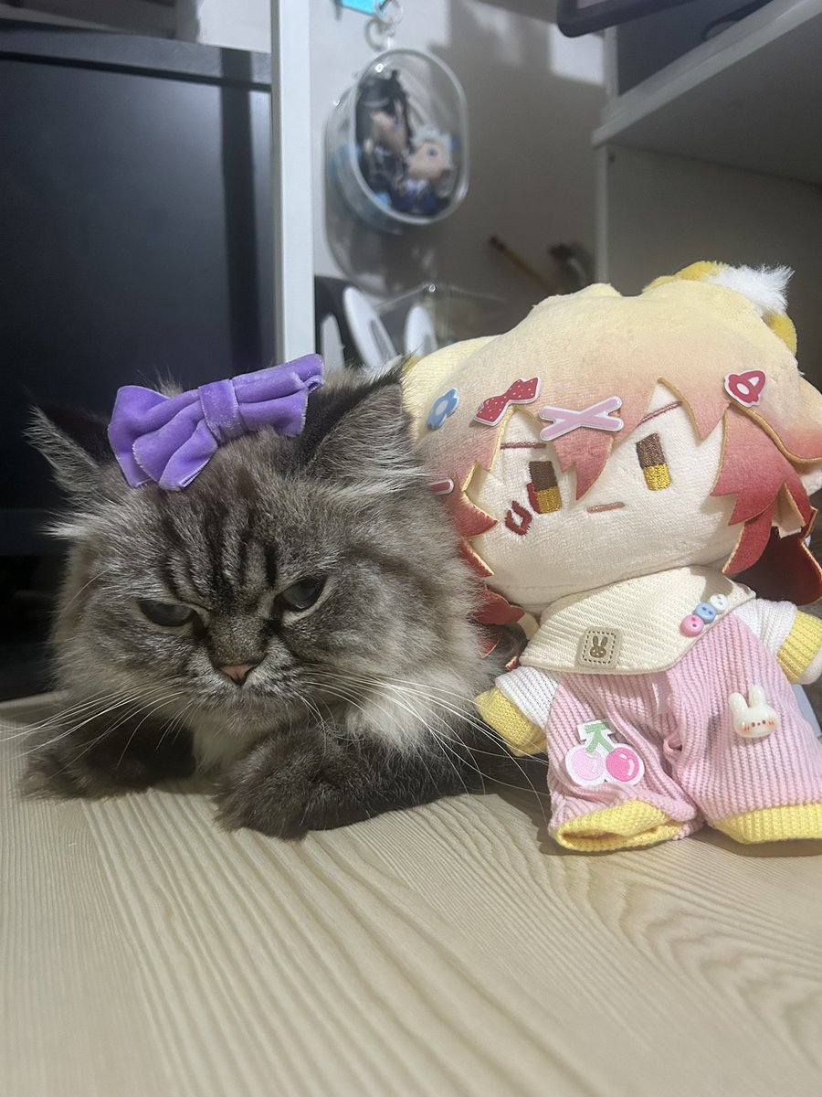 Post by 𝓛𝓾𝓱𝓻𝓲𝓼𝓱𝓪 on X: #モぬ 🐱