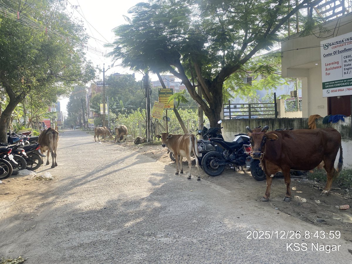 rinrinrin47disk's tweet image. 🇮🇳今日も元気に まちなか放牧
ゴm…（違っ）食品残渣のみならず
美味しくホウキもいただきます🧹
#RINdia2526 day6