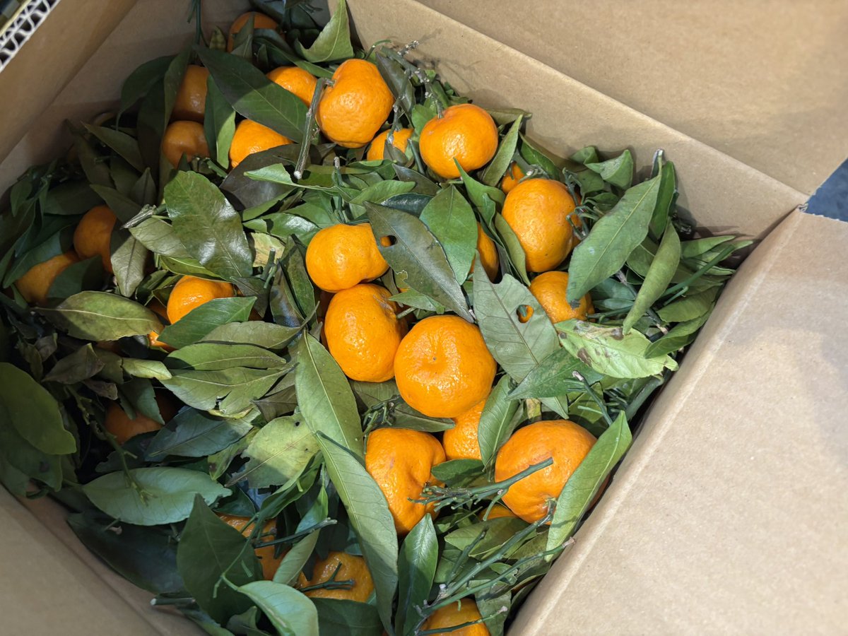 みかんノート (@mikanflavor1) / Posts / X