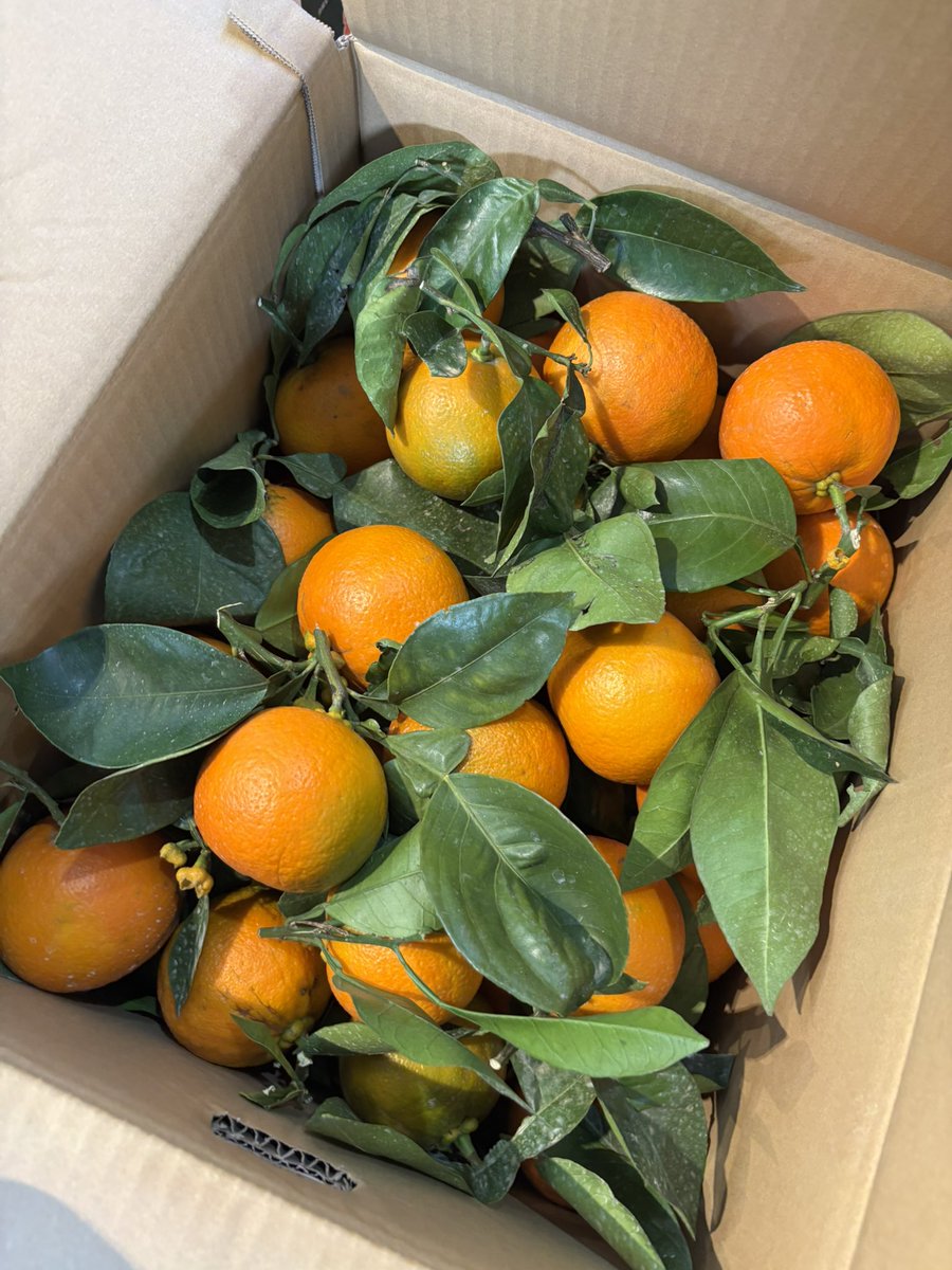 みかんノート (@mikanflavor1) / Posts / X