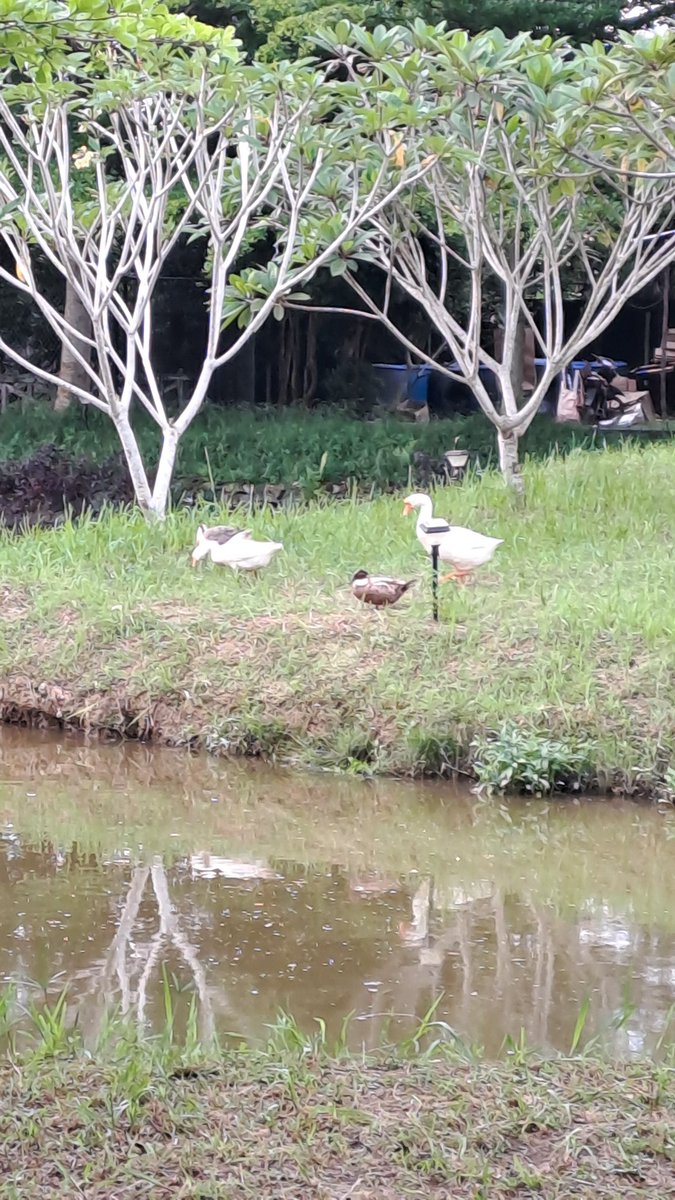 // i dont really celebrate christmass except going to church lmao. Asians am i right. So to all that celebrate Christmass, 

MERRY CHRISTMAS :DDD

HAVE SOME DUCKS