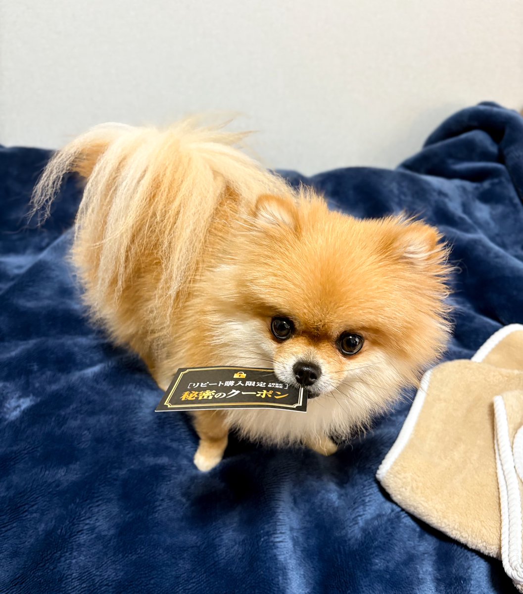 ポメころび❤️ 愚鈍 (@po_iz) / Posts / X