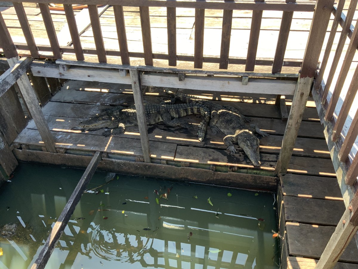 ICEPカンボジア カルテットメンバーは元気に各訪問先で音楽をお届けしております。 移動中に立ち寄ったメチェレイ・フローティングビレッジではカンボジアにおける水上生活に触れてきました。 トンレサップ湖にはワニがたくさん棲息しており、食用としても扱われているそうですよ。