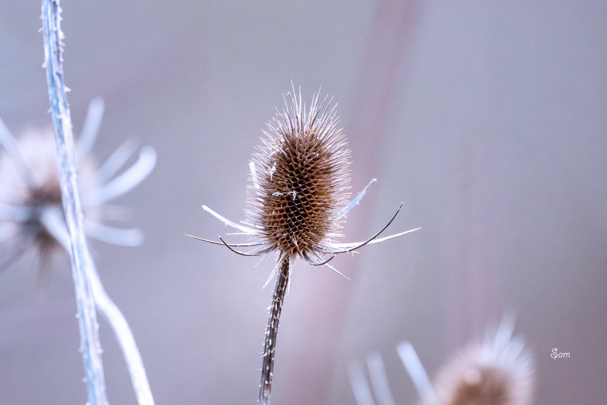 Frosted teasel by the frozen lake.
Sharp. Still.
Holding winter’s crown when everything else has let go. ❄️🌿