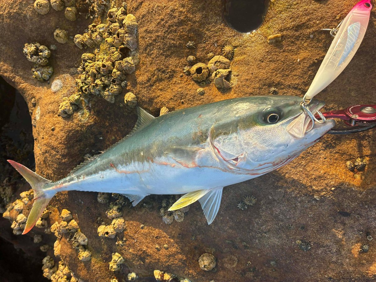 palms_global's tweet photo. Kingie with RUSH DIVE  in Sydney, Australia 🇦🇺 
Lure: RUSH DIVE 125 Clear glow- pink color(T-244)
Cheers Yuji !
 #palmsfishing #kingfish #hiramasa #kingie #shorejigging @ej_todd @palms_japan https://t.co/LLF1HYVuBD
