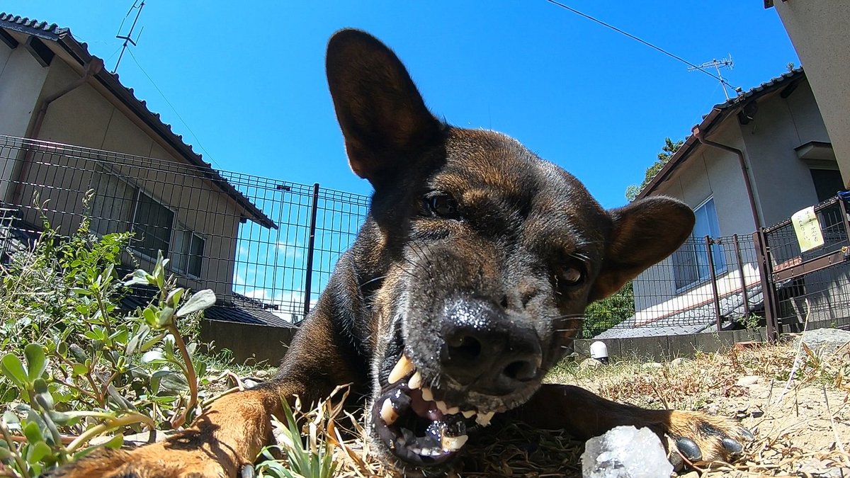 さる丸です(’-’*)♪他の方は購入不可‼ 上手いとか下手とかそういうのは関係なく自分が気に入っている写真