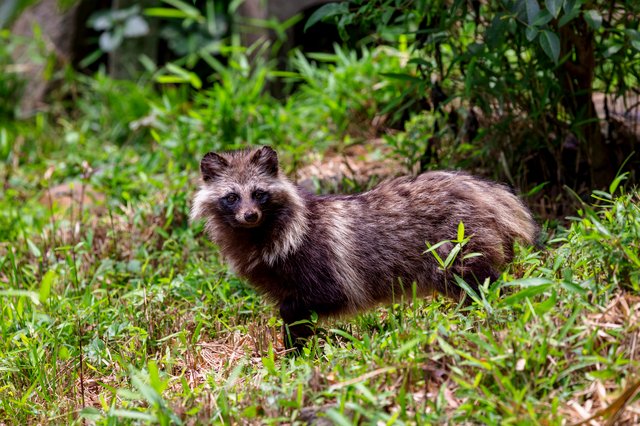 動物は、無理に元気を出さない
――“回復”という概念を、思い出す

しんどくても、
前向きでいなければいけない。
元気そうに見せなければいけない。

いつの間にか私たちは、
それが「正しさ」のような空気の中で
息をするようになりました。

でも、動物たちは違います。

体調を崩したとき。
