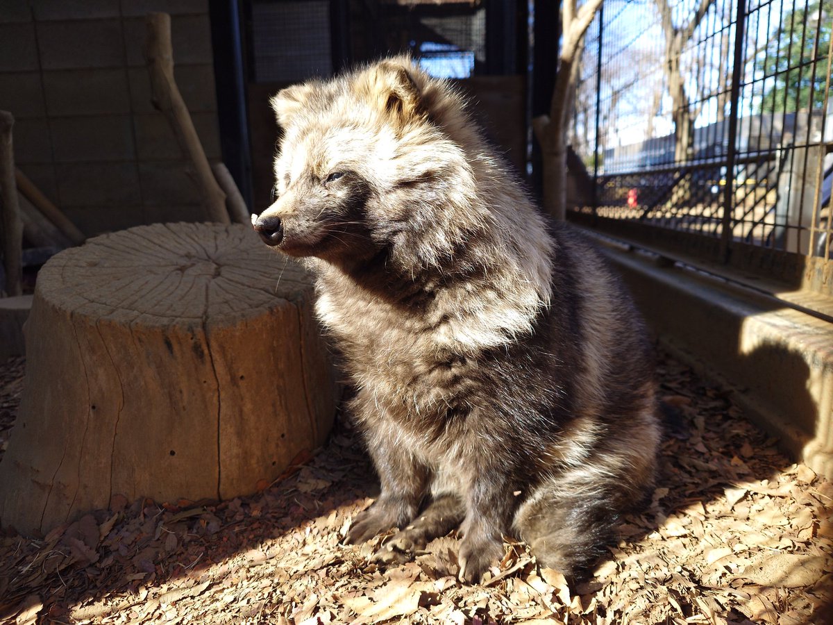焼き芋♡タヌキくん 焼き芋♡タヌキくん 焼き芋♡タヌキくん