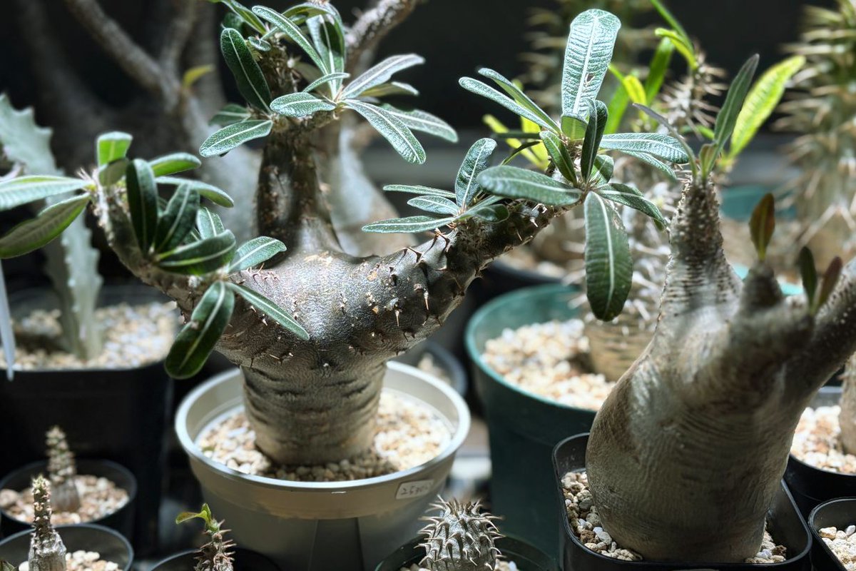 丸くふくらんだ幹と、妙にかっこいいシルエットが印象的な「塊根植物