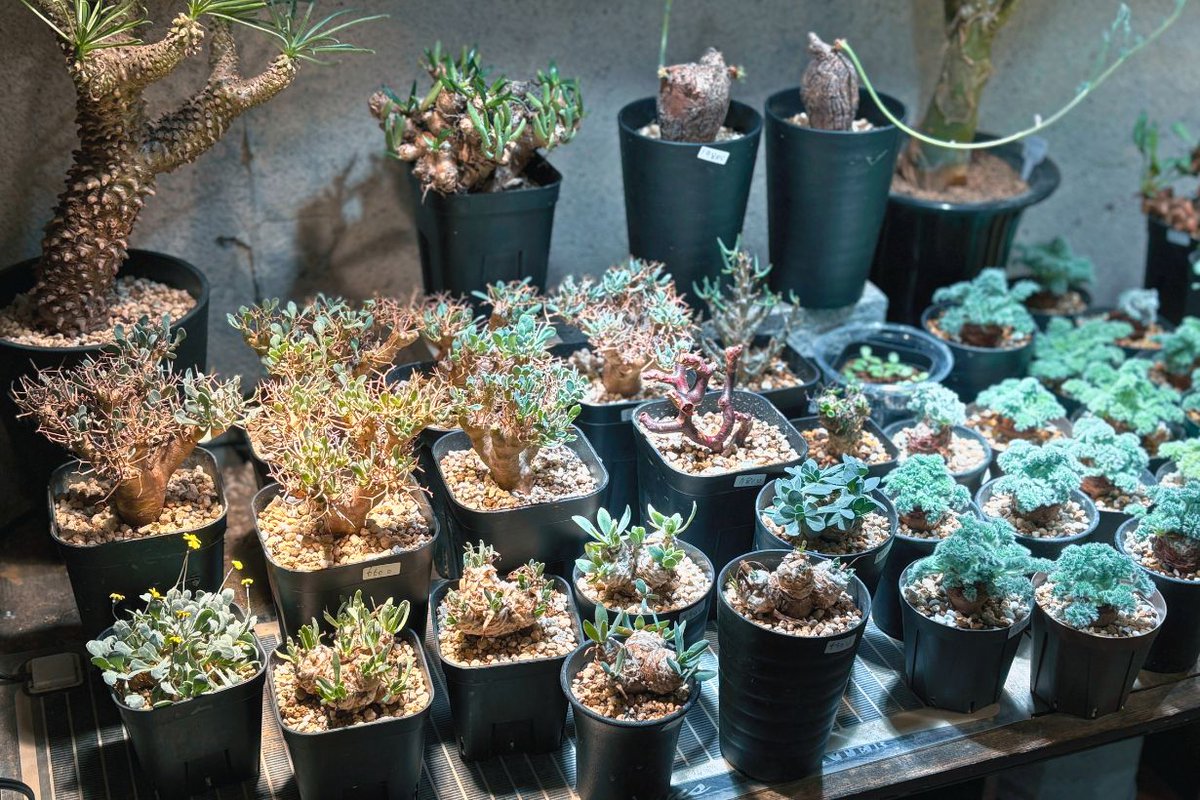 丸くふくらんだ幹と、妙にかっこいいシルエットが印象的な「塊根植物