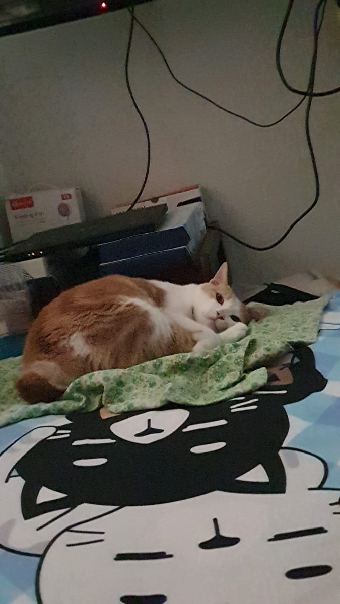 RIP Abu 2017 - 2025
Thank you for the cuddles whenever i visit my hometown ❤