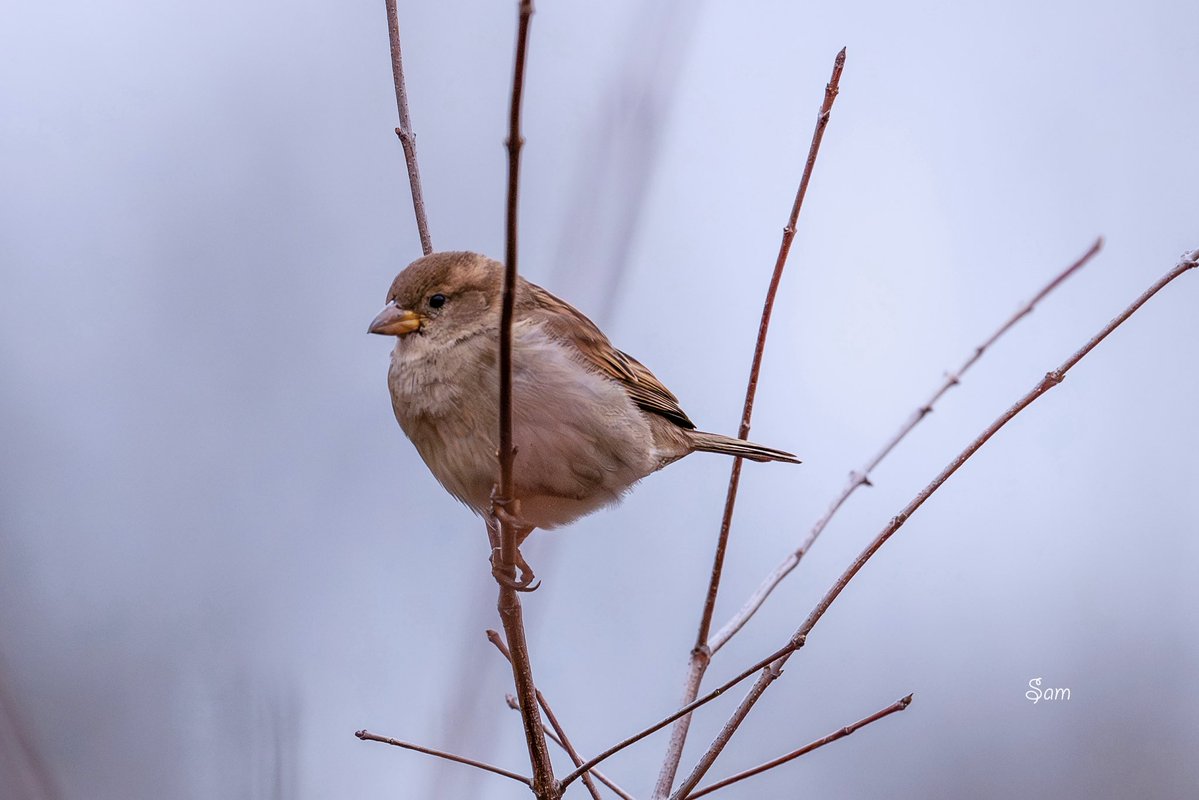 Little sparrow on a frosted branch.
Puffed up. Patient.
Still here through the cold.
Like the rest of us waiting for spring. 🐦❄️